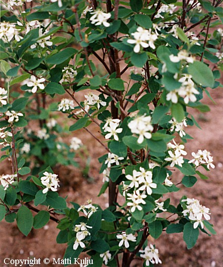 Amelanchier bartramiana, pohjantuomipihlaja